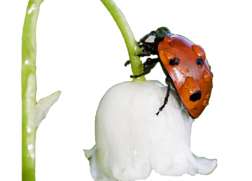 Fête du muguet  Bon 1 mai 