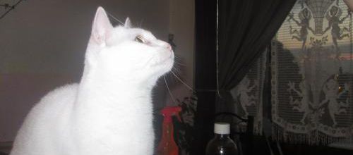 Il regarde ...
