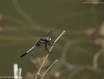 Orthétrum à stylets blancs ♂ - Orthetrum albistylum