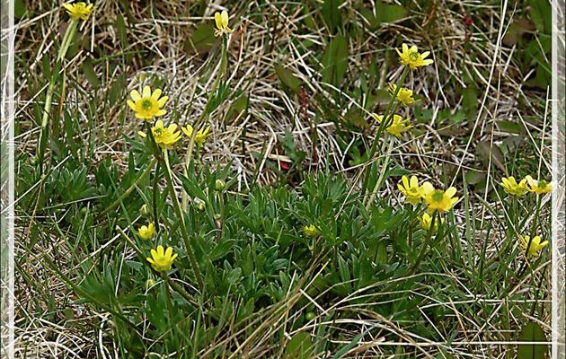 Renoncule pédonculée, Bouton d'or, Botón de oro (Ranunculus peduncularis) - Bahia Lapataia - Terre de Feu - Patagonie - Argentine