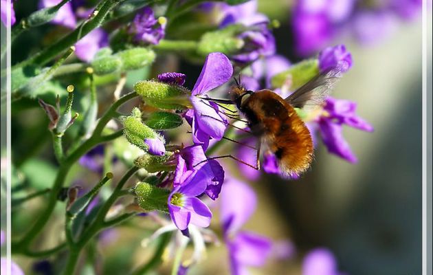 Grand Bombyle ou Bombyle bichon, Large Bee Fly (Bombylius major) - Milhas - 31