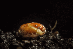 Macro Timelapse