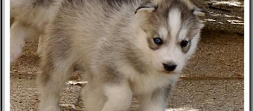 Portée Husky Elouka J+34 (26 juillet)