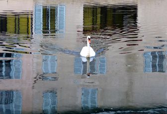Cygne et Reflets 