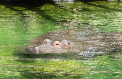 Les hippopotames du zoo de Beauval...