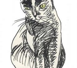 Art animalier : le chat 