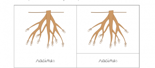 Nomenclatures : Les différentes parties de la racine (puzzle)