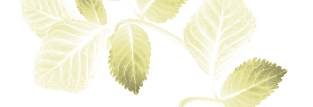 Ѽ Vegetation 