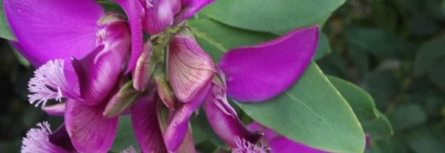 Fleurs en hiver 
