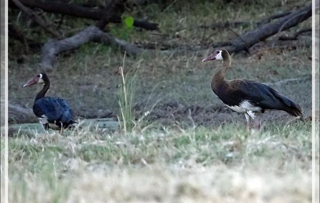 Oie-armée de Gambie, Spur-winged Goose (Plectropterus gambensis) - Fleuve Zambèze - Zimbabwe