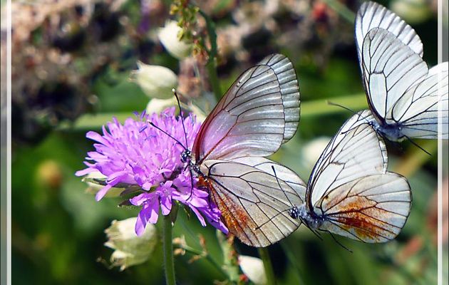 Brochette de Papillons gazés ou Piérides de l'aubépine (Aporia crataegi) - Varrados - Val d'Aran - Catalogne - Espagne