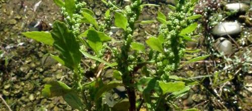 Chenopodium ambrosioides - Dysphania ambrosioides   --   chénopode fausse ambroisie