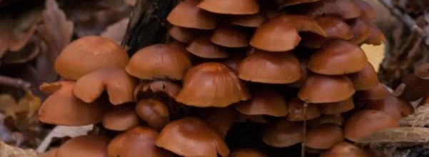 Les lutins d'automne