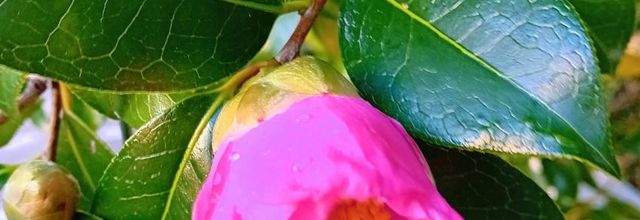  ils fleurissent même l 'hiver 