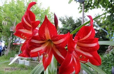 mon amaryllis en fleurs