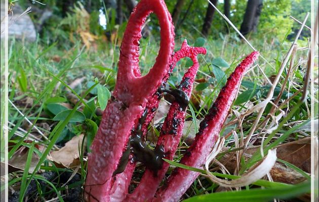 Champignon Clathre d’Archer, Anthurus d’Australie, Étoile des bois, Pieuvre des bois (Anthurus Archeri) - Lartigau - Milhas - 31