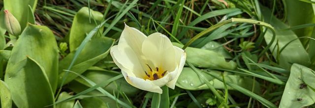 mes photos avec le Pixel 6a -5