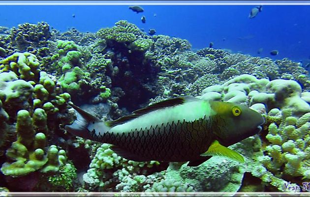 Poisson-perroquet bicolore femelle, Bicolor parrotfish or Spotted parrotfish (Cetoscarus ocellatus) - Passe Tumakohua - Fakarava sud - Tuamotu - Polynésie française