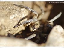 Lycose de Narbonne ♀ (Lycosa narbonensis)
