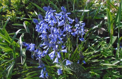Fleurs 