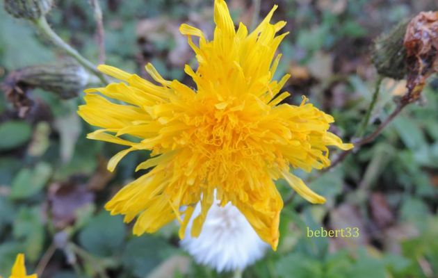 une fleur et après 