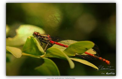 Demoiselle ou Libelle (Libellule) ???