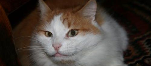 Bon ou mauvais profil ??