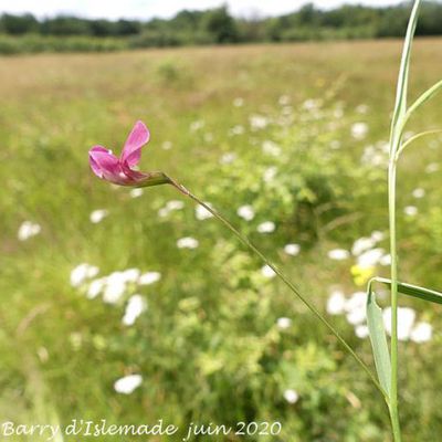 Lathyrus nissolia  -  gesse de Nissole*