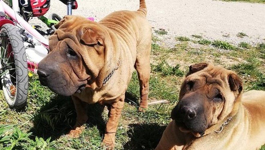 Jubillar : L'amant de Delphine pris pour cible par les avocats de Cedric