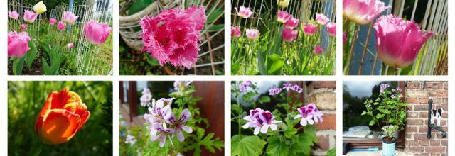 Il s'en passe des choses au jardin!