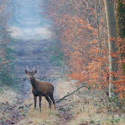 Ce matin, 1 renard, sangliers et marcassins, et 5 jeunes cerfs... Fontainebleau. Février 2025.