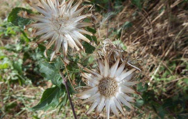 une fleur - plante !