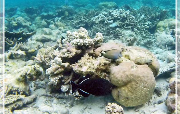 Snorkeling : Baliste à nageoires noires, Indian triggerfish (Melichthys indicus) - Moofushi - Atoll d'Ari - Maldives