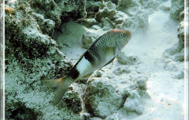 Barbillon ou Poisson-chèvre à trois selles ou Rouget à trois bandes, Banded Goatfish or Multibar Goatfish (Parupeneus multifasciatus) - Lagon de la Pension Kuriri - Maupiti - Polynésie française