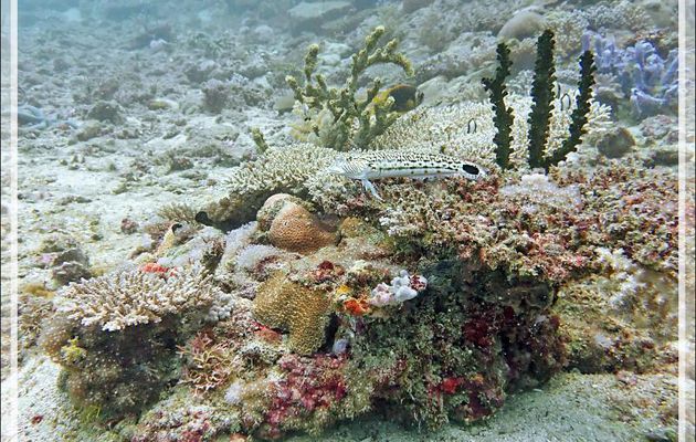 Perche de sable, Parapercis ocellé, Pintade, Perche mouchetée, Speckled sandperch (Parapercis hexophthalma) et son environnement corallien - Beangovo - Tsarabanjina - Mitsio - Madagascar