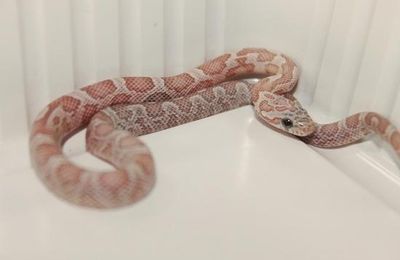Ghost Lavender Sunkissed