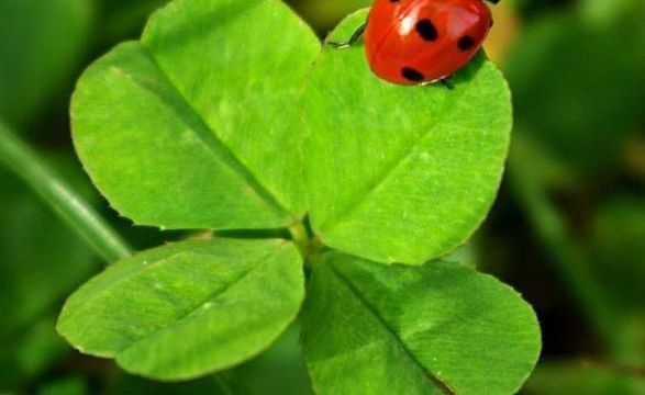 Deepak Chopra: les 10 clés du bonheur 