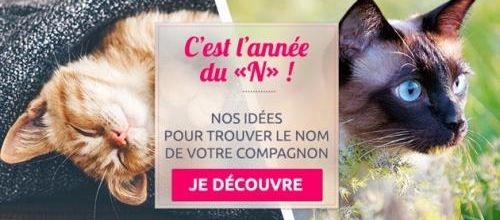 C'est l'année du N pour les chats