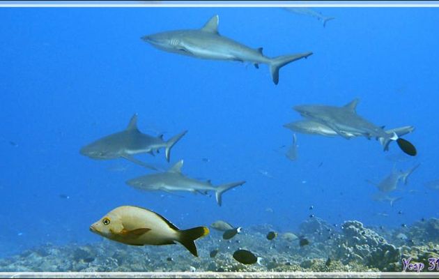 Vivaneau ou Lutjan bossu ou Vivaneau ou Perche pagaie sur fond de requins gris, Humpback red snapper (Lutjanus gibbus) - Tumakohua (passe sud) - Atoll de Fakarava - Tuamotu - Polynésie française