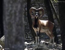 Mouflons