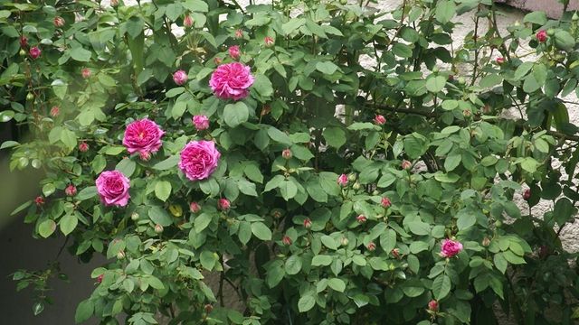 Une Vraie Rose Ancienne Madame Isaac Péreire
