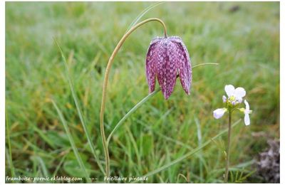 Fritillaire pintade ou gogane - 2015