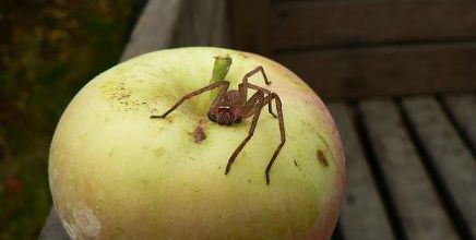 D'abord on ceuille des pommes