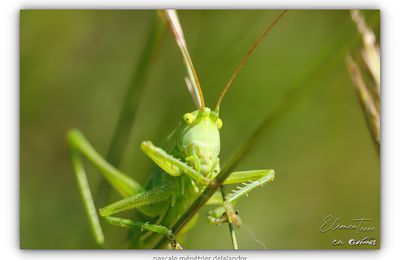Grande Sauterelle verte immature
