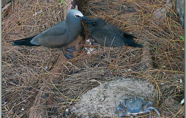 Différences : du Noddi brun au Noddi marianne - Bird Island - Seychelles