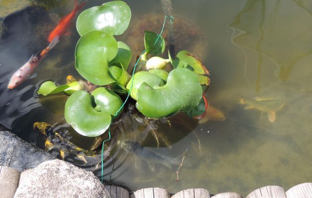 une bébète sur ma plante de bassin