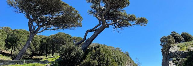 Pino - Cap Corse