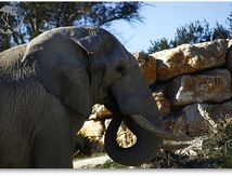 Eléphant d'Afrique - Grand mâle en "Musth"