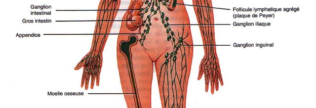système lymphatique