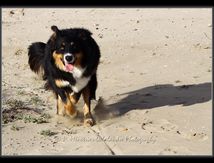 Dans les dunes de Carnon...